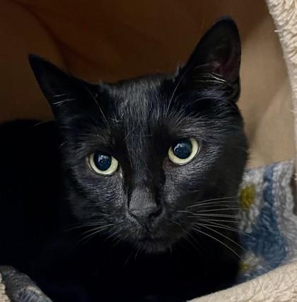 Chamomile, ADOPTABLE, Adult Female Domestic Short Hair.