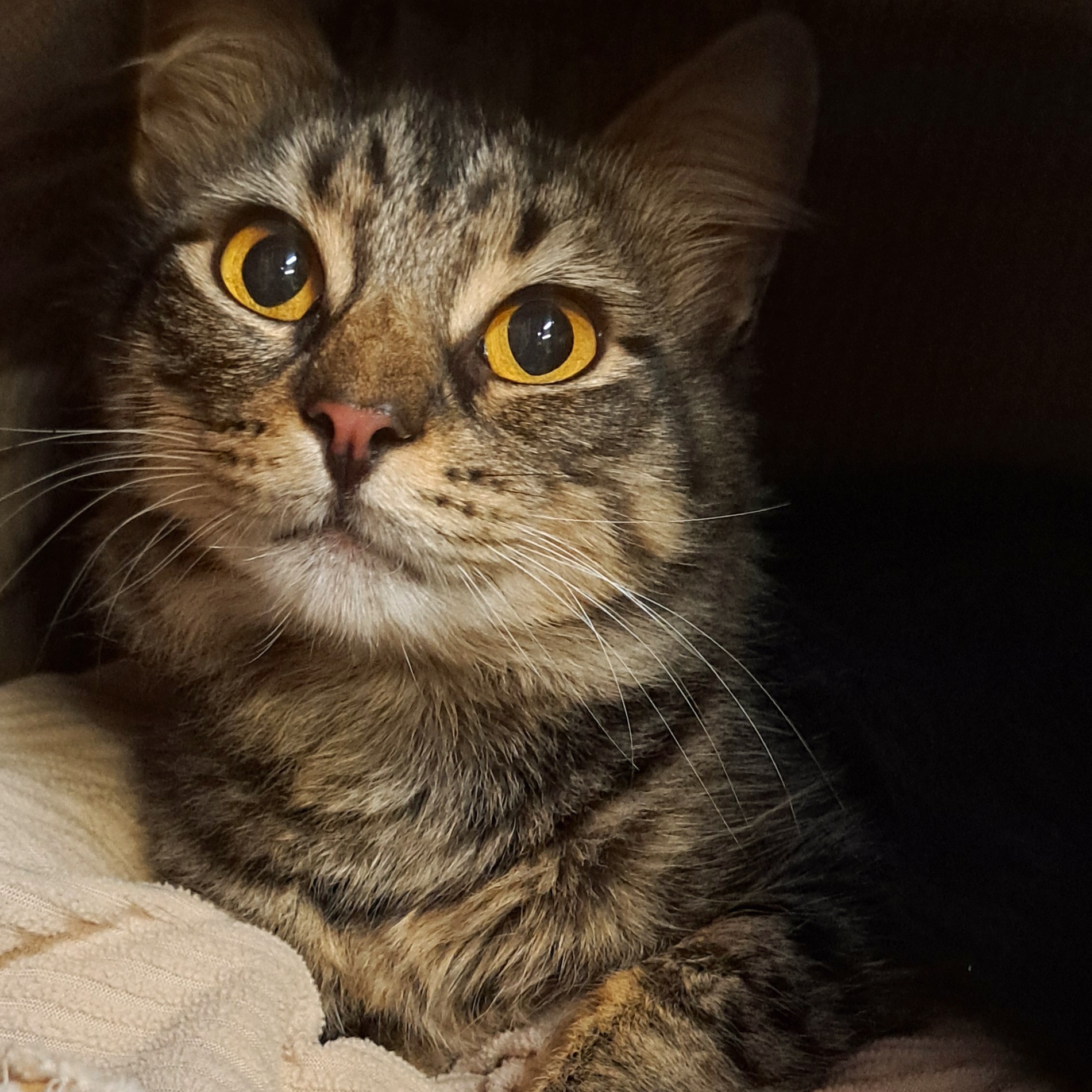 Cat for adoption Puma, a Domestic Medium Hair in Littleton, NH