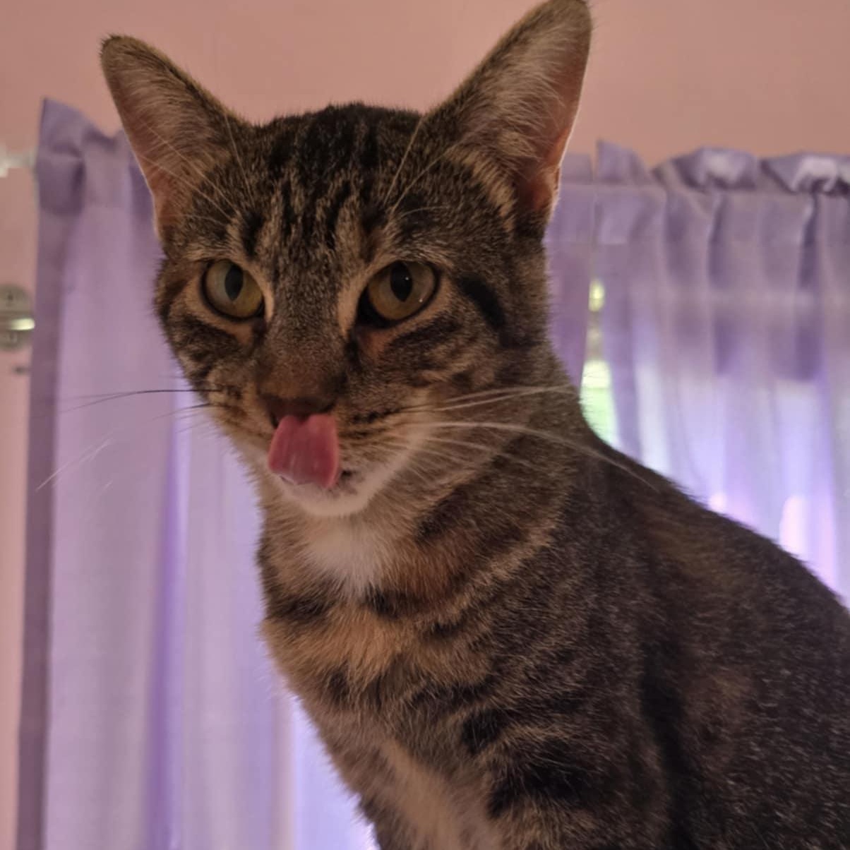 Raina, Adoptable, Adult Female Domestic Short Hair.