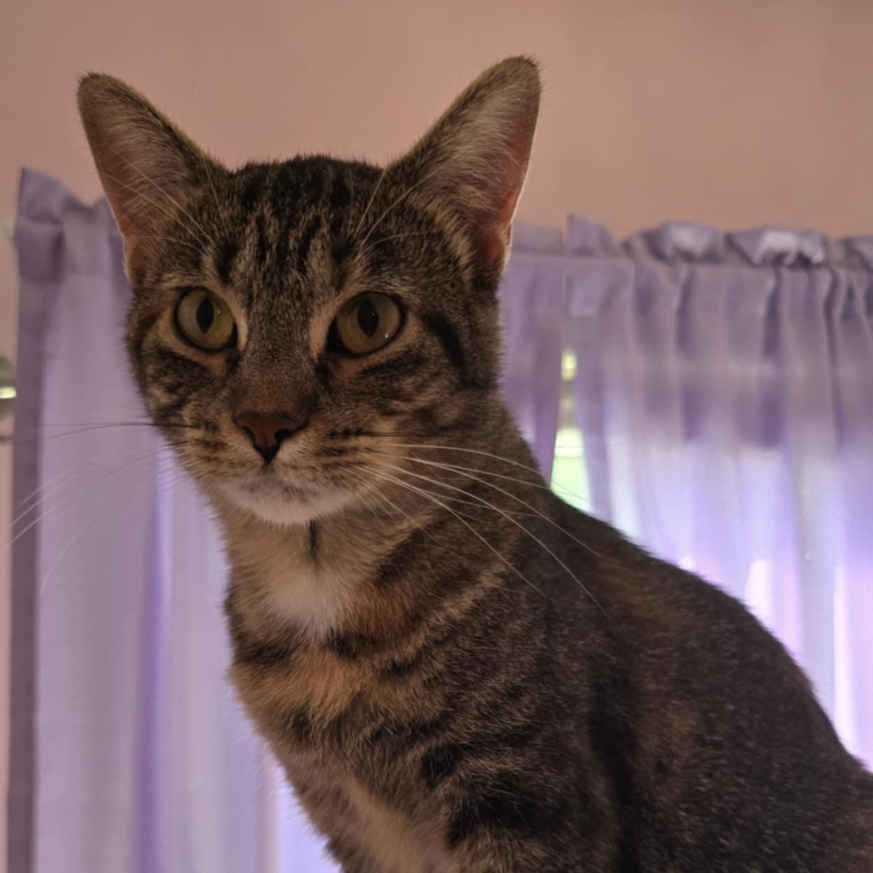 Enlarge Raina, a Adoptable Domestic Short Hair in Owatonna, MN image 4/5