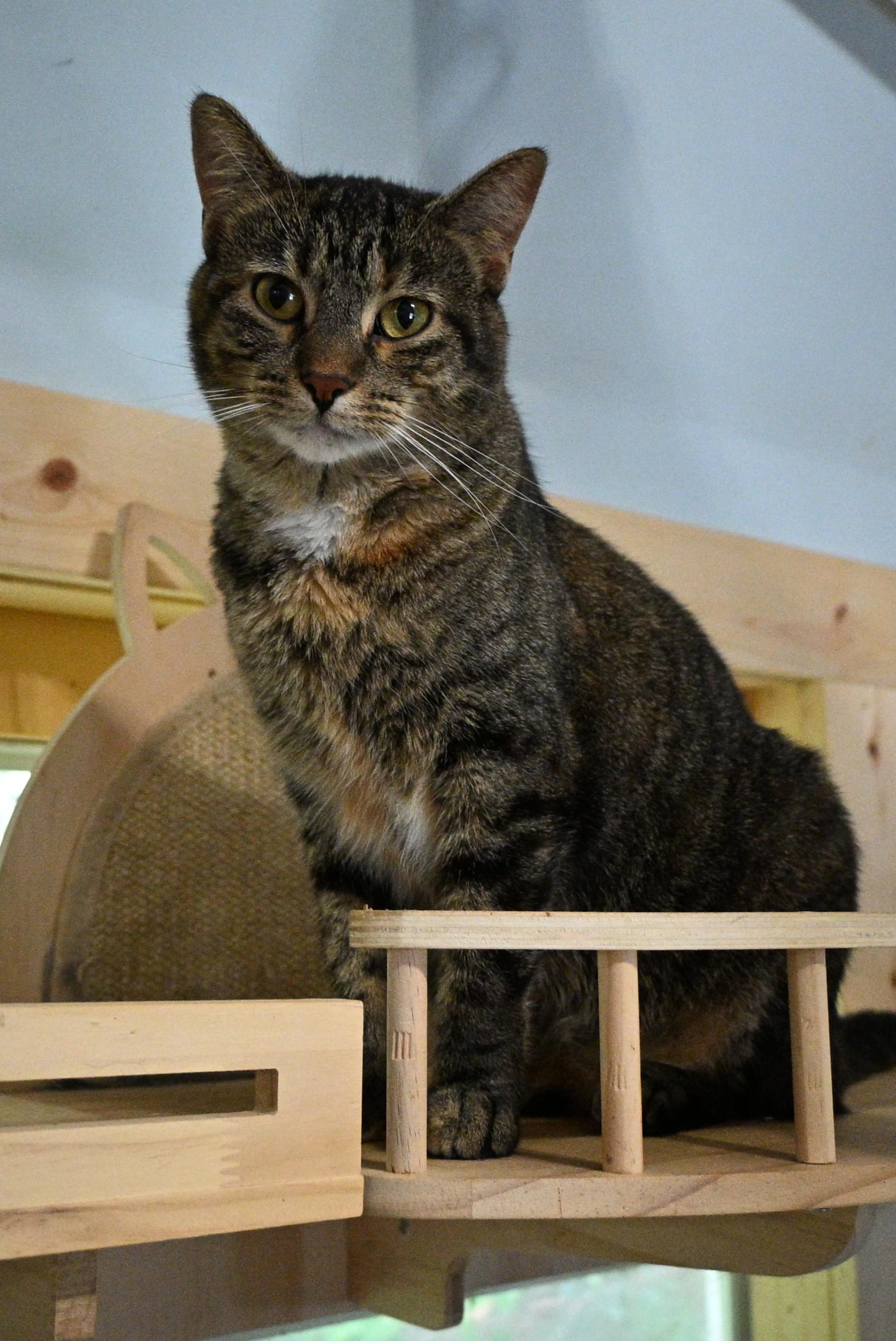 Enlarge Raina, a Adoptable Domestic Short Hair in Owatonna, MN image 3/3