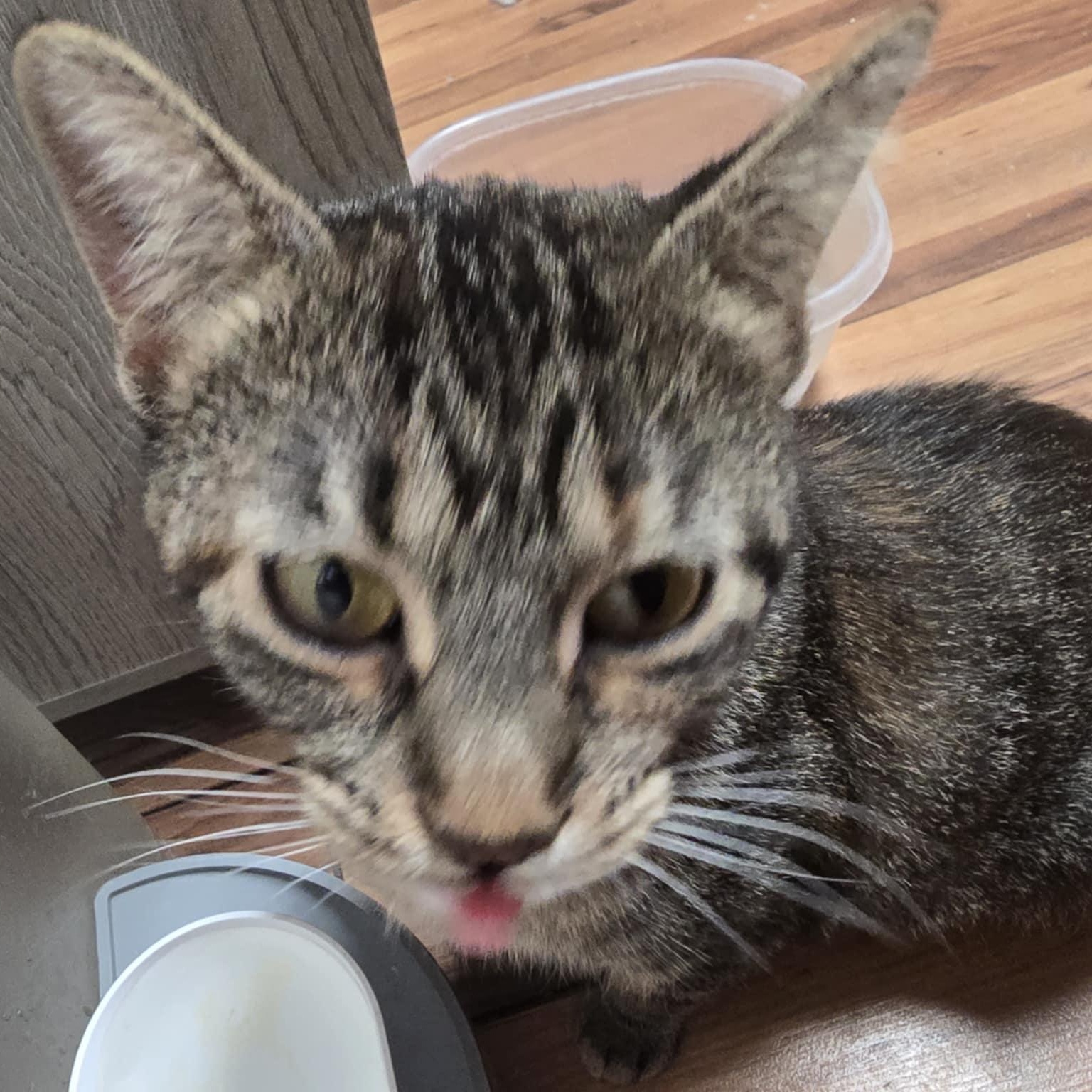 Enlarge Raina, a Adoptable Domestic Short Hair in Owatonna, MN image 3/5