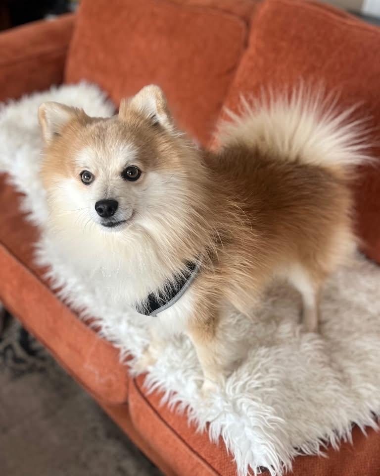 Benji, Adoptable, Adult Male Pomeranian.