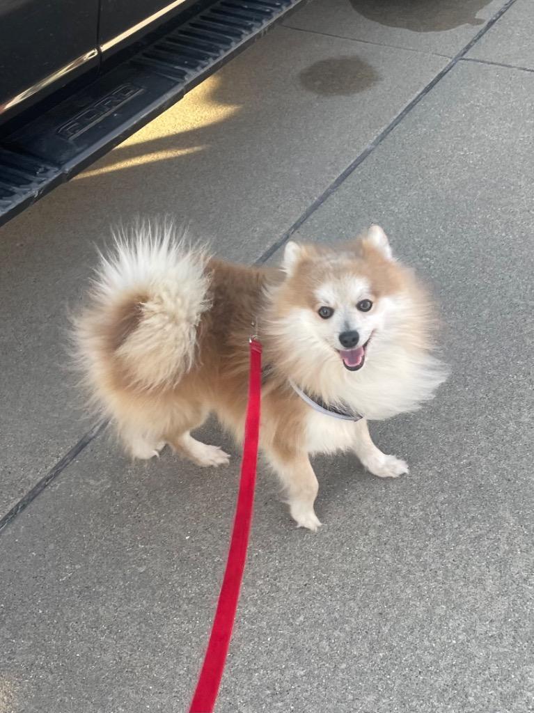 Enlarge Benji, a Adoptable Pomeranian in West Bloomfield, MI image 3/3