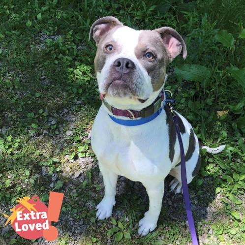 Enlarge Mickie, a Adoptable Mixed Breed in Pittsburgh, PA image 1/6