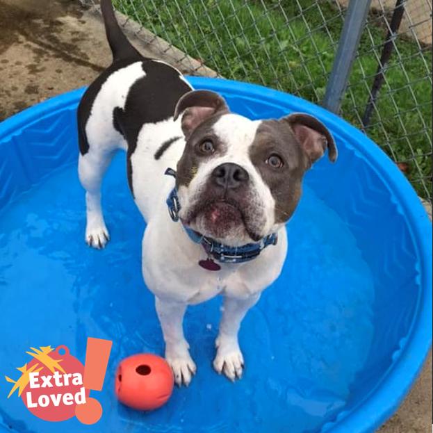 Mickie, Adoptable, Adult Female Mixed Breed.