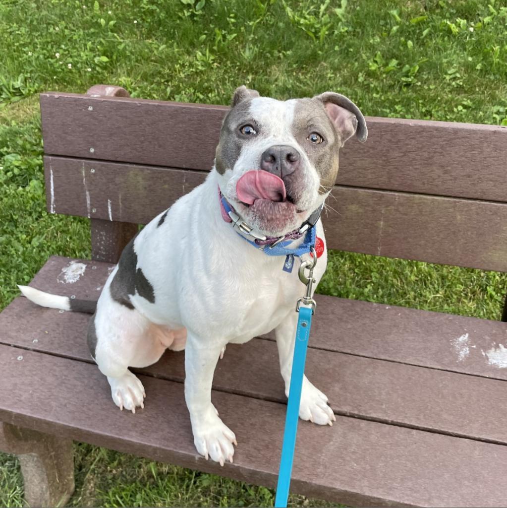 Enlarge Mickie, a Adoptable Mixed Breed in Pittsburgh, PA image 2/6