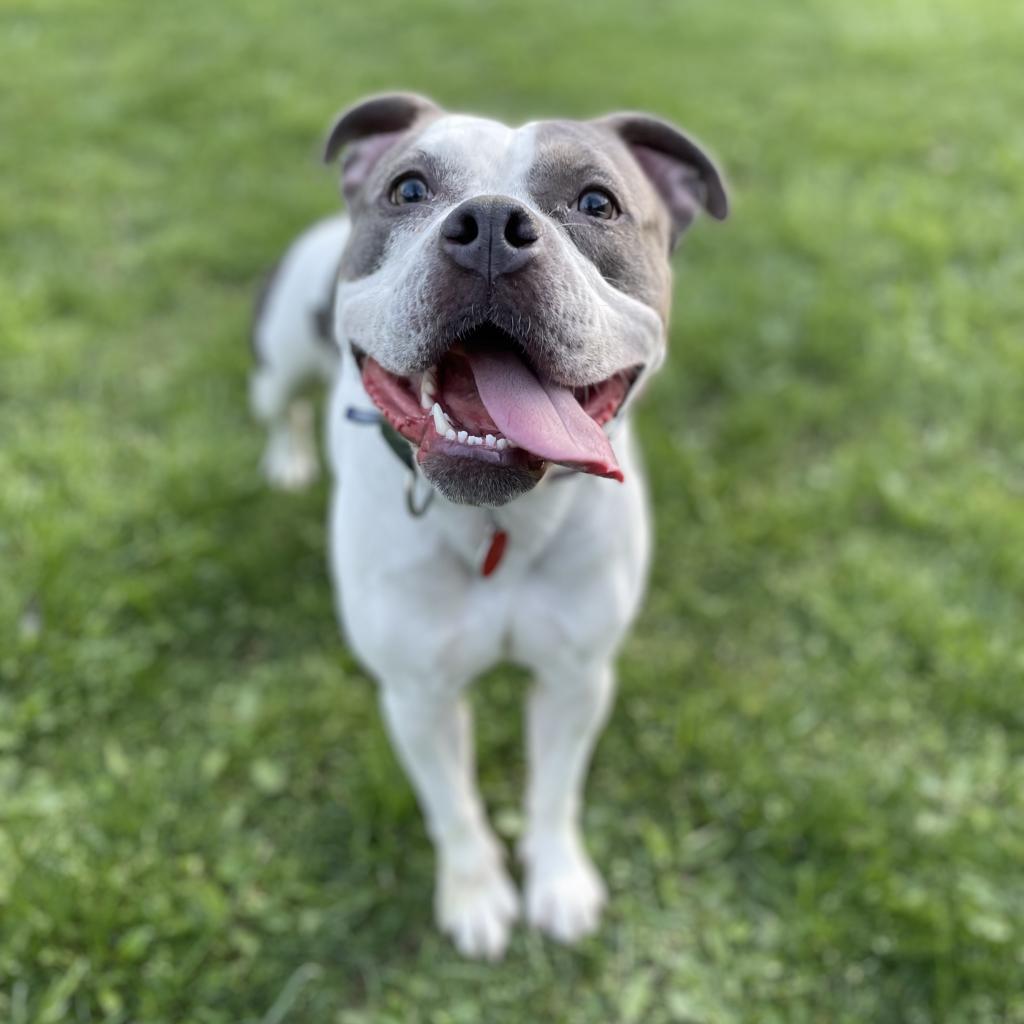 Enlarge Mickie, a Adoptable Mixed Breed in Pittsburgh, PA image 3/6