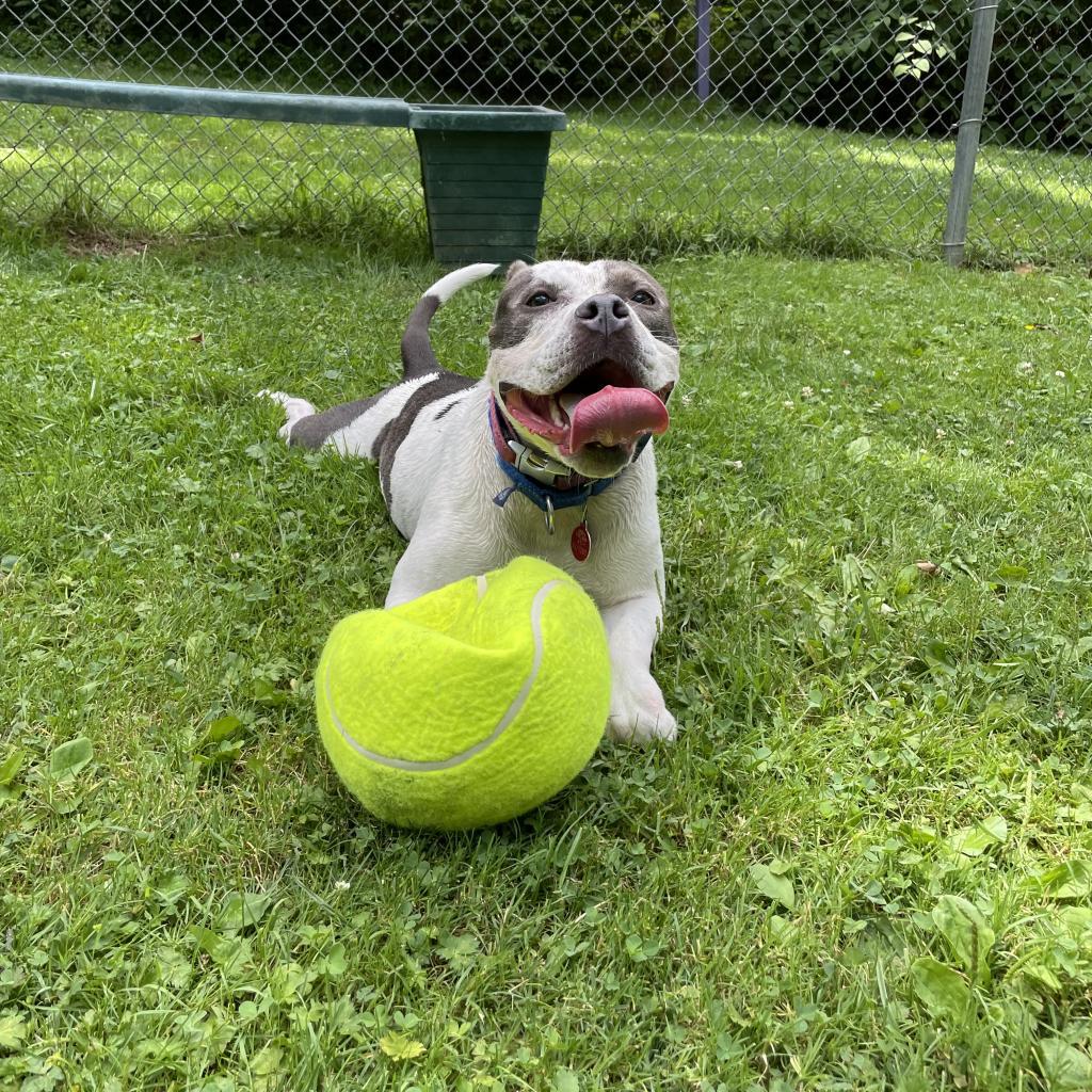 Enlarge Mickie, a Adoptable Mixed Breed in Pittsburgh, PA image 4/6