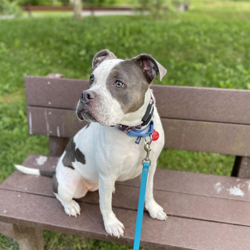 Enlarge Mickie, a Adoptable Mixed Breed in Pittsburgh, PA image 5/6