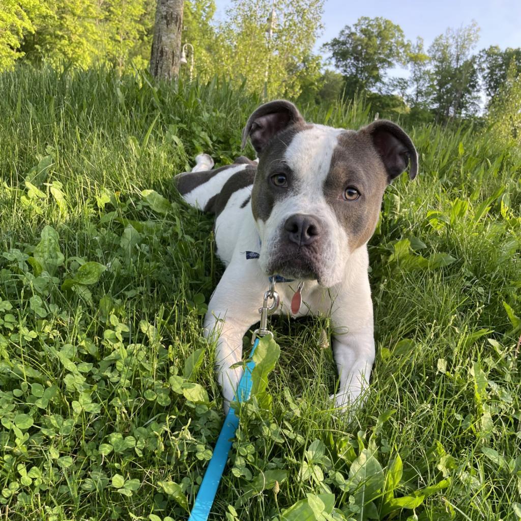 Enlarge Mickie, a Adoptable Mixed Breed in Pittsburgh, PA image 6/6