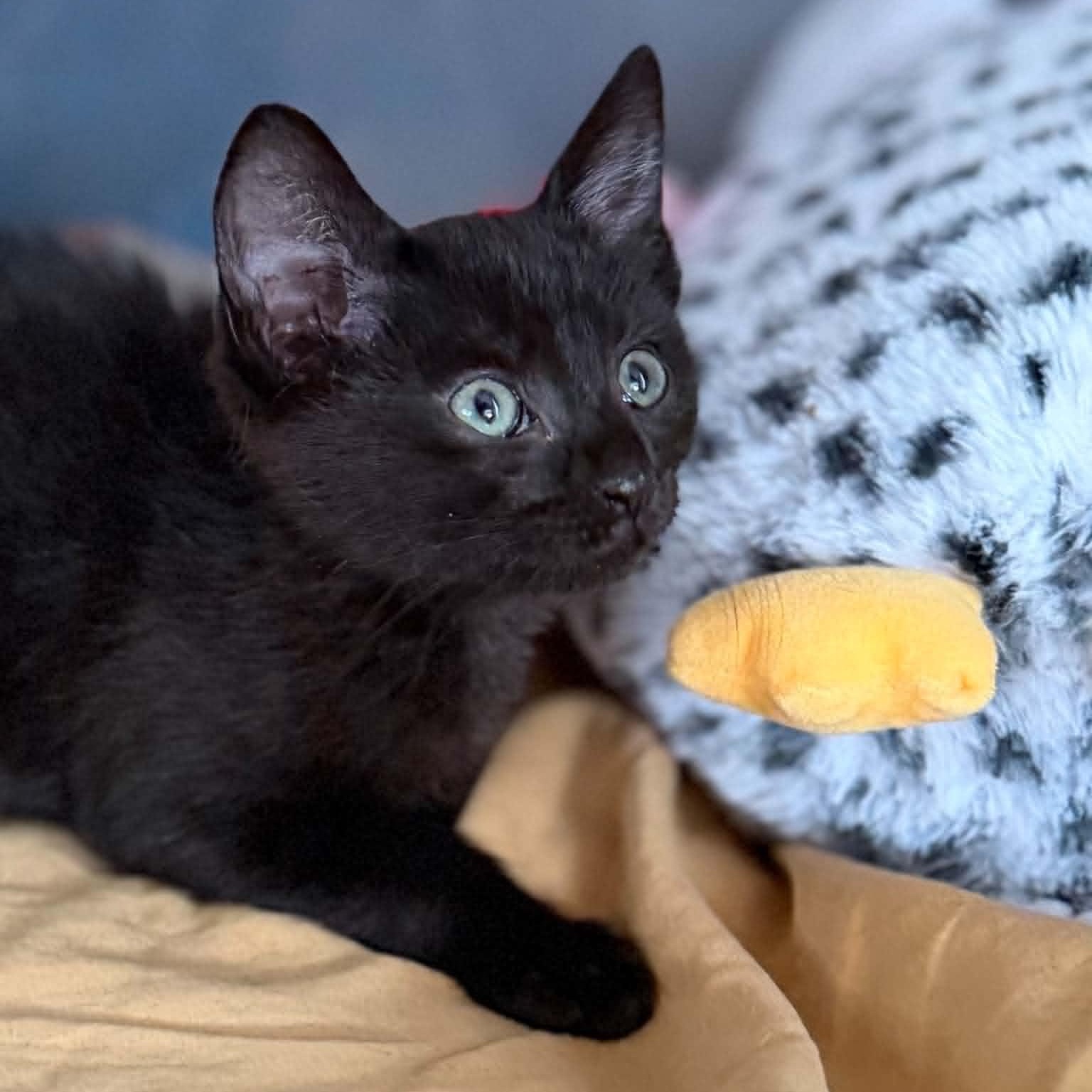 Enlarge Lace, a ADOPTABLE Domestic Short Hair in Martinsville, IN image 2/2