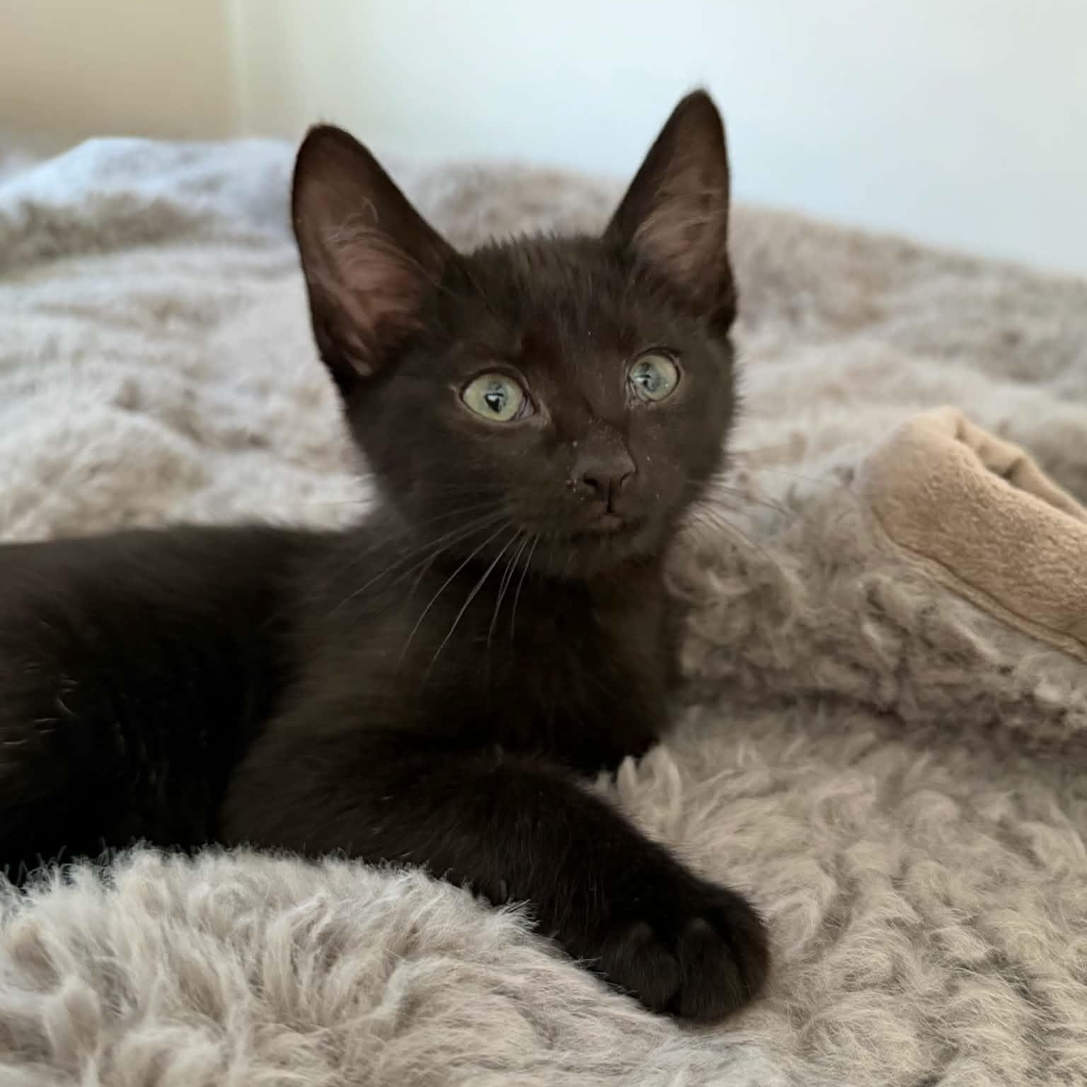 Enlarge Lace, a ADOPTABLE Domestic Short Hair in Martinsville, IN image 1/2