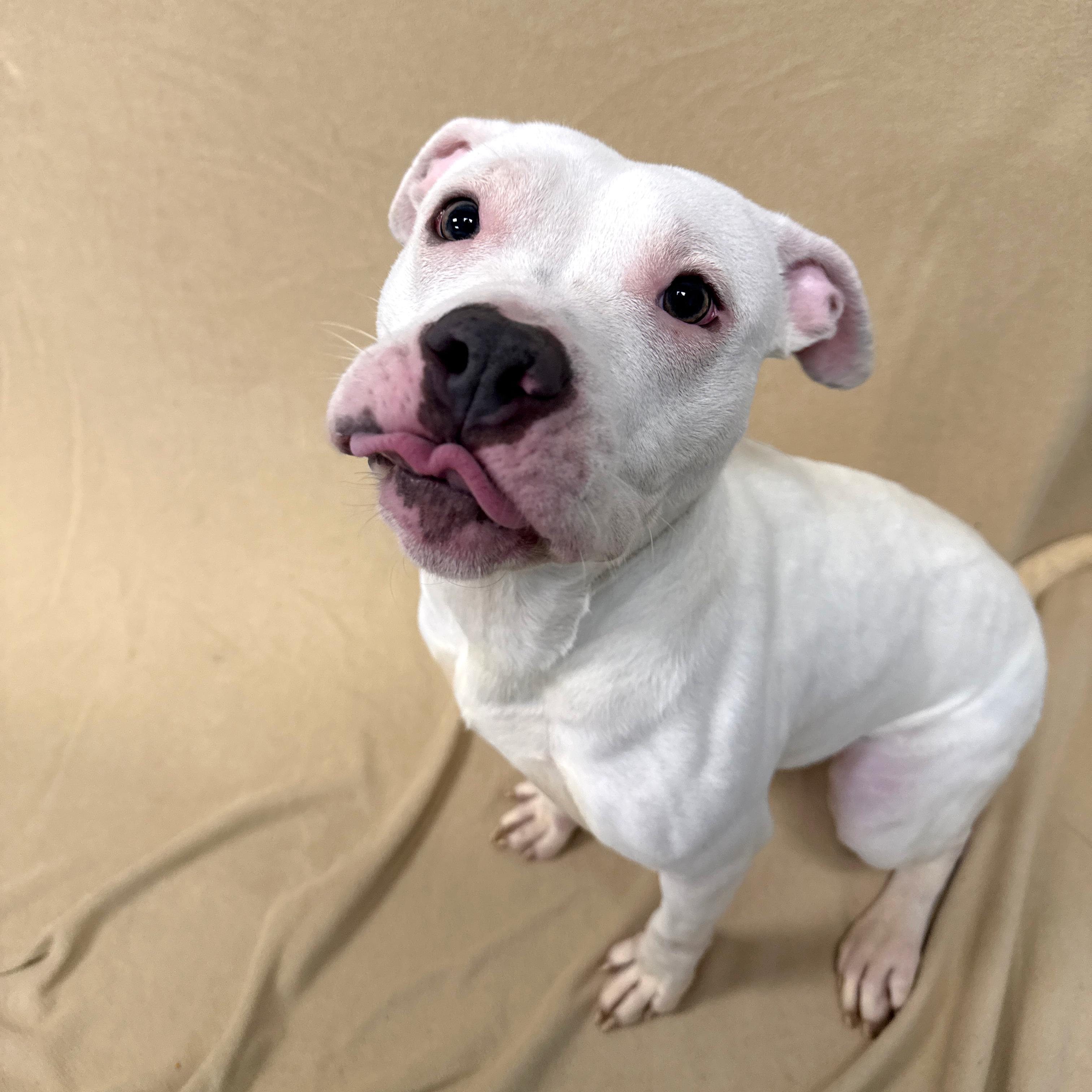 Enlarge Bunny, a ADOPTABLE Pit Bull Terrier in Urbana, IL image 2/4