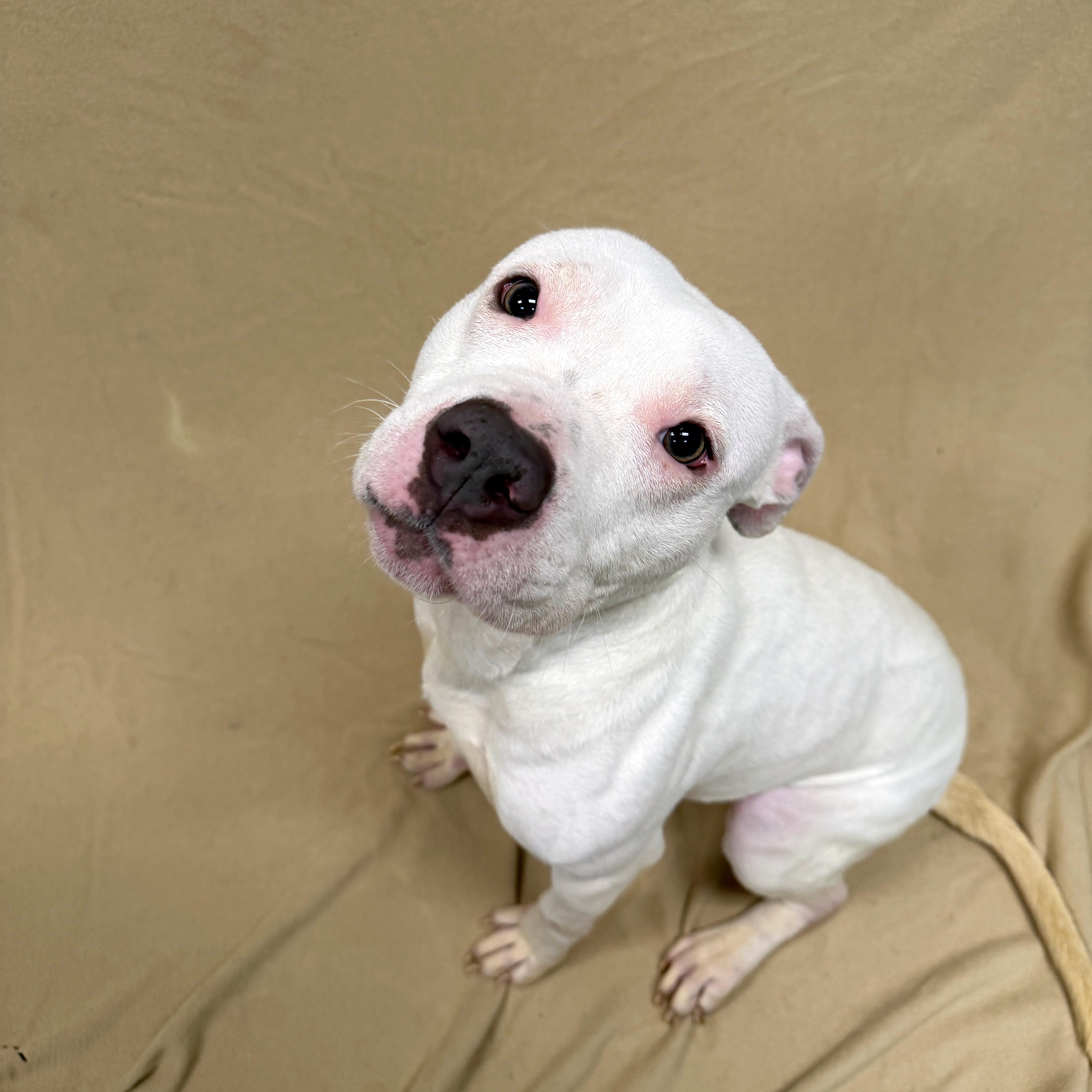 Enlarge Bunny, a ADOPTABLE Pit Bull Terrier in Urbana, IL image 4/4