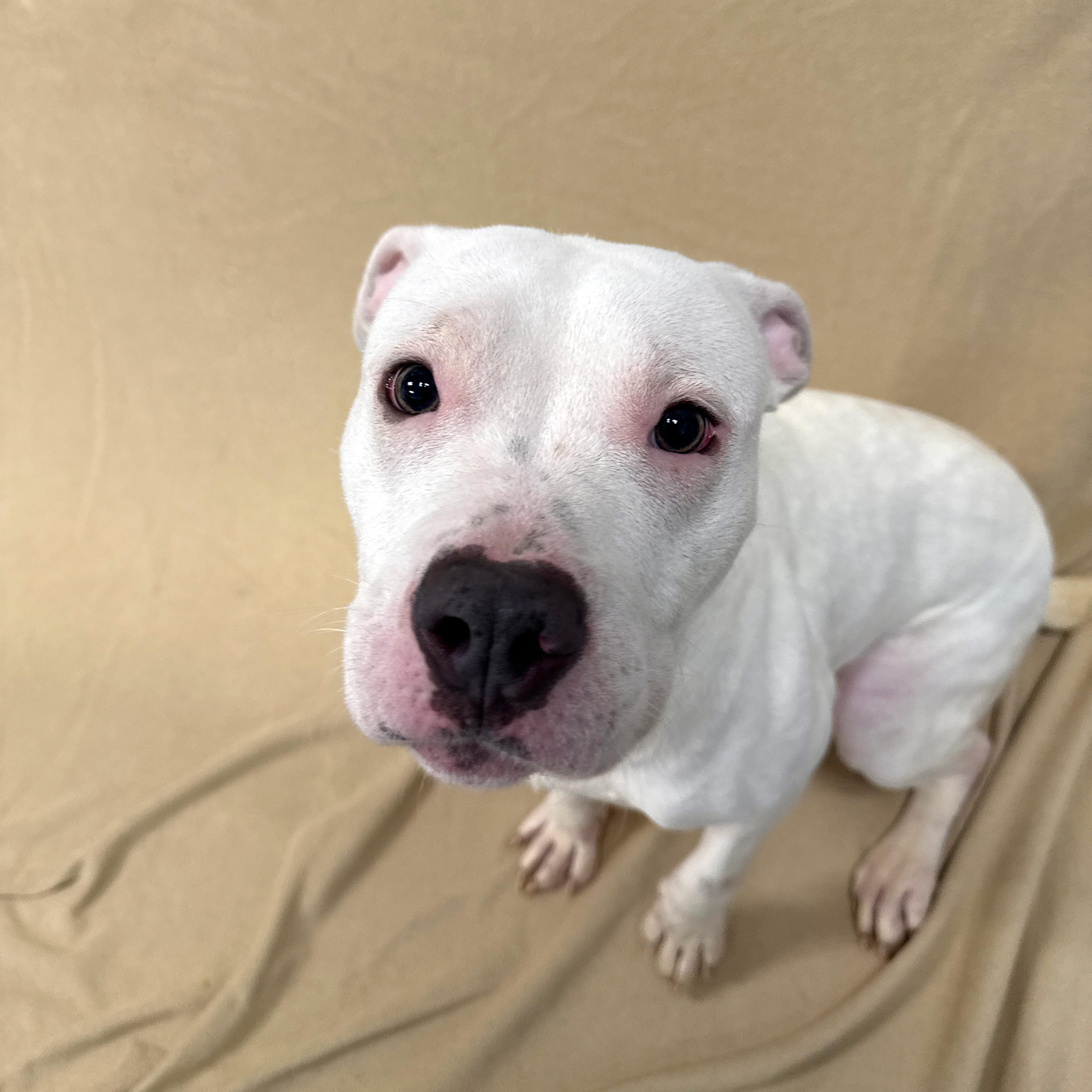 Enlarge Bunny, a ADOPTABLE Pit Bull Terrier in Urbana, IL image 3/4