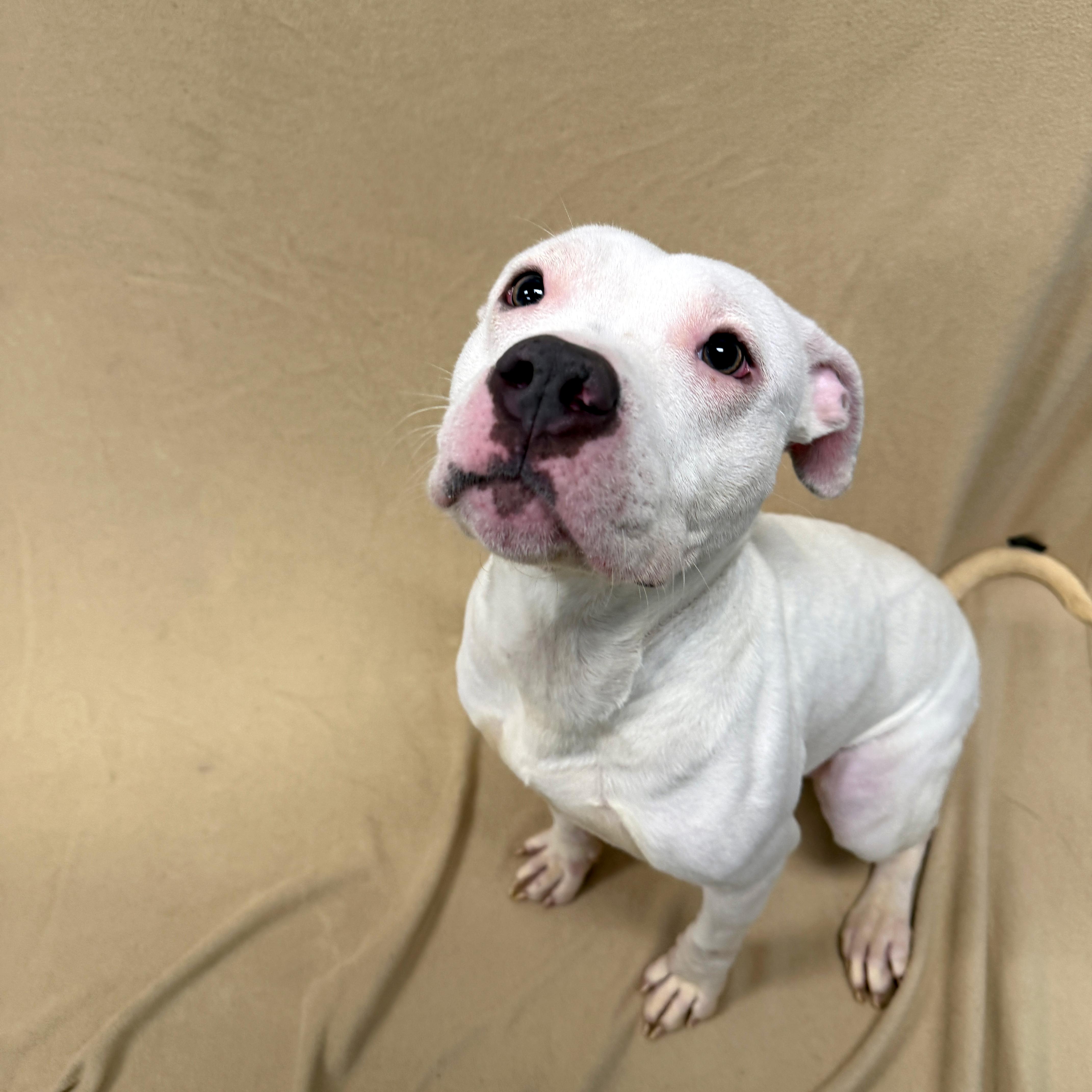 Enlarge Bunny, a ADOPTABLE Pit Bull Terrier in Urbana, IL image 1/4