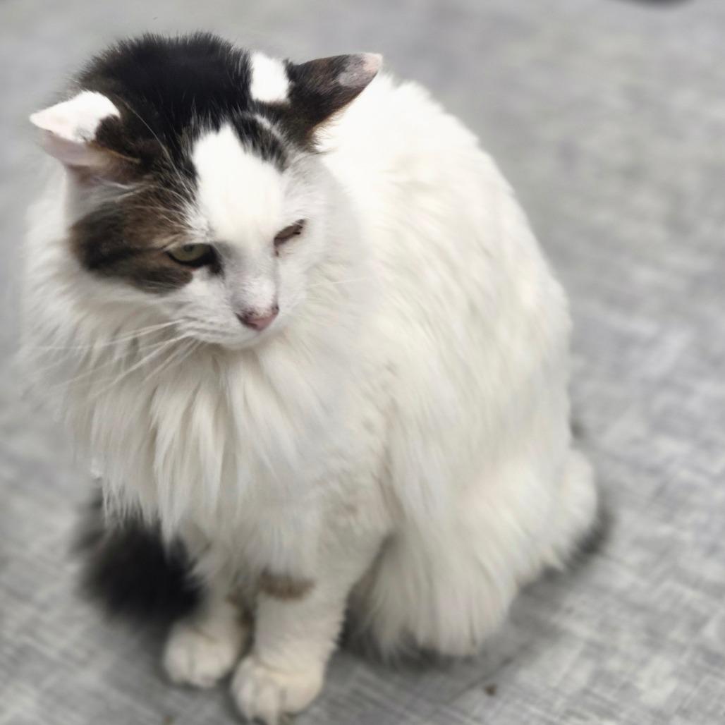 Toby, Adoptable, Senior Male Domestic Long Hair.