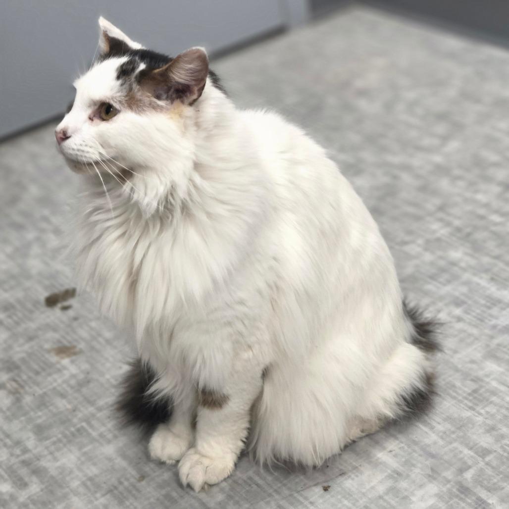 Enlarge Toby, a Adoptable Domestic Long Hair in Oneonta, NY image 2/3