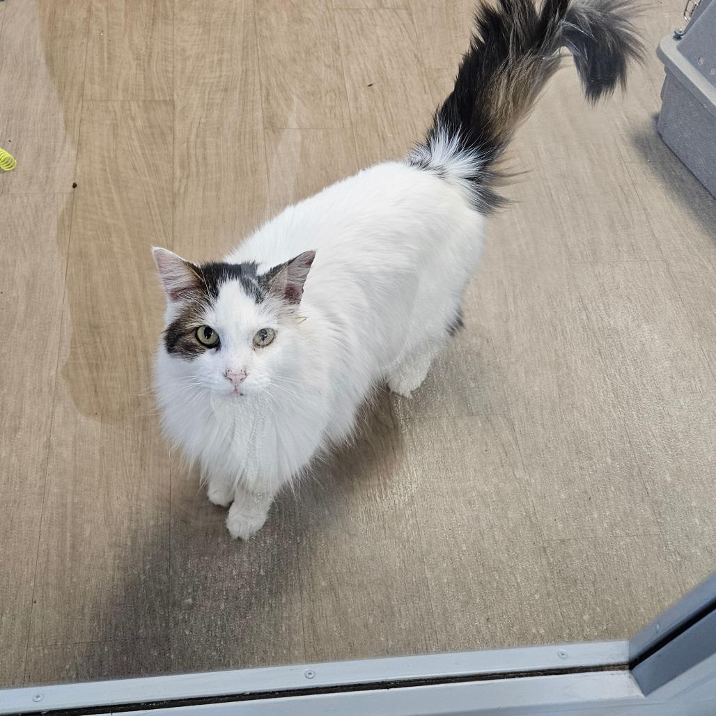 Enlarge Toby, a Adoptable Domestic Long Hair in Oneonta, NY image 3/3