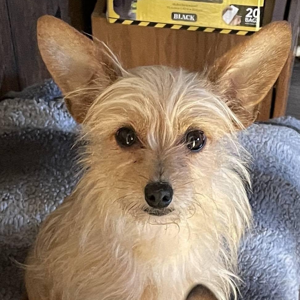 Peppa, Adoptable, Young Female Yorkshire Terrier & Chihuahua.