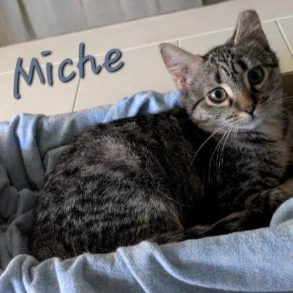 Enlarge Miche, a Adoptable Domestic Short Hair in Layton, UT image 1/1