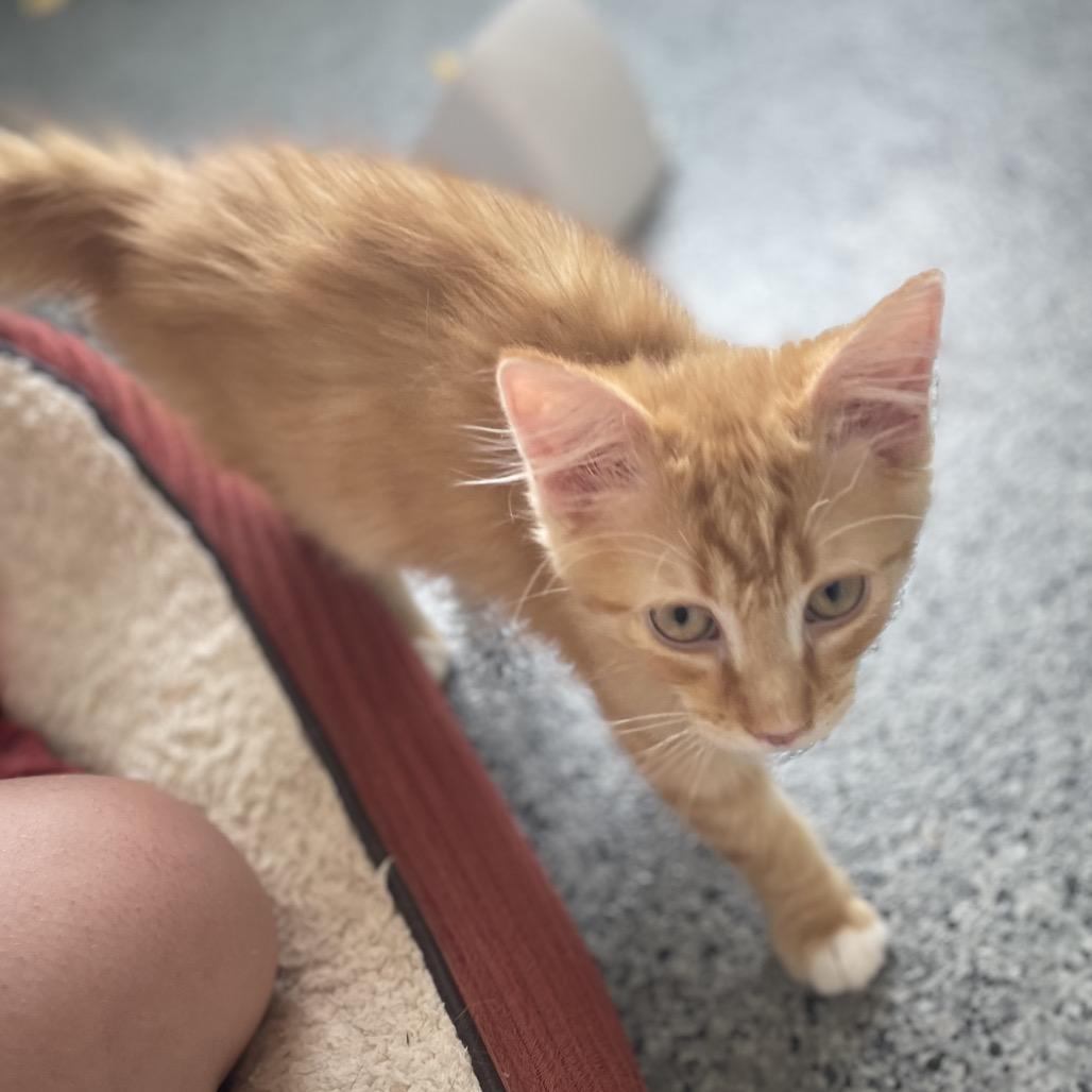 Fizzy, Adoptable, Kitten Male Domestic Long Hair.