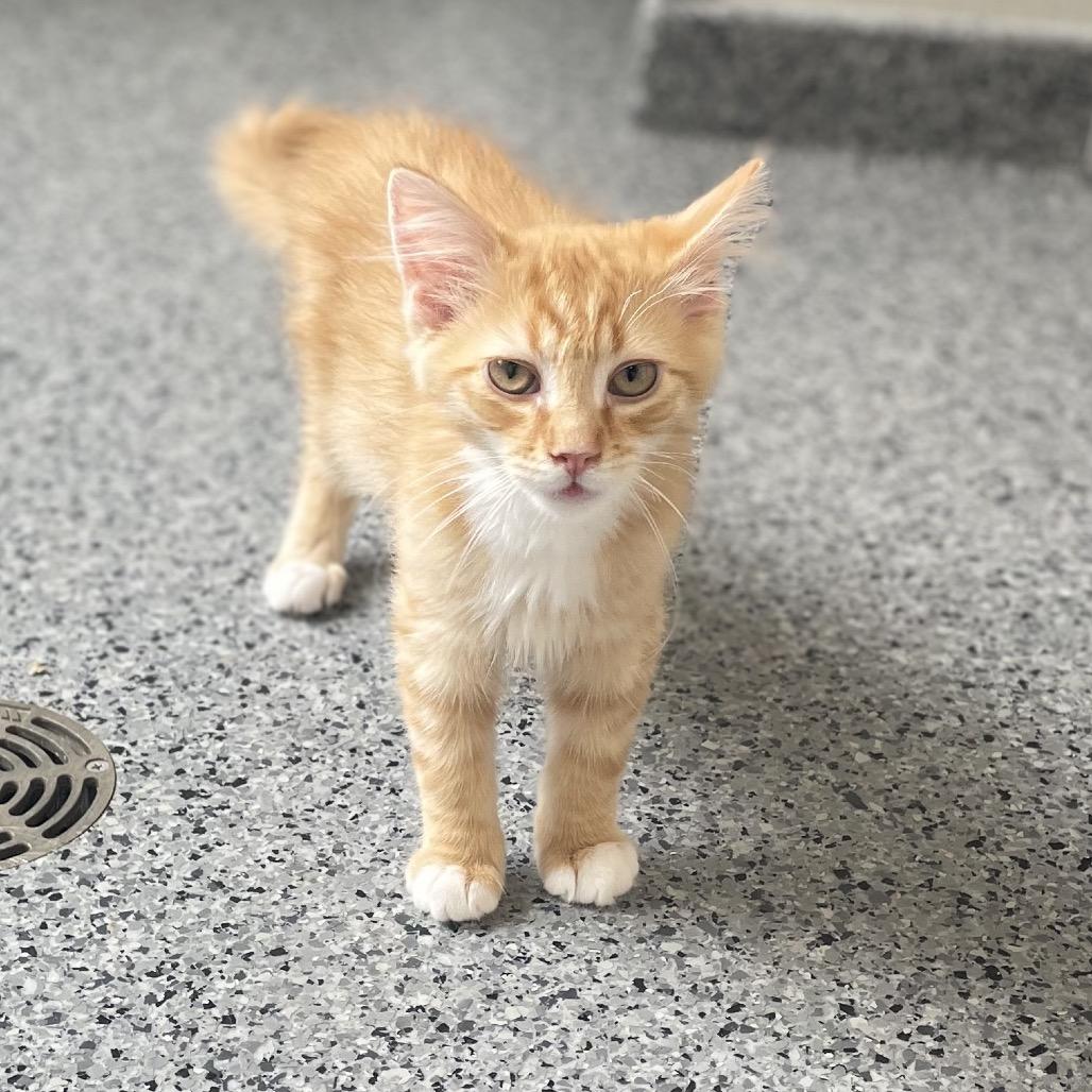 Enlarge Fizzy, a Adoptable Domestic Long Hair in North Battleford, SK image 2/6