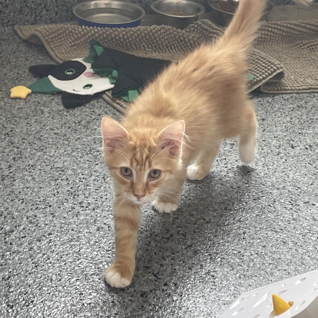 Enlarge Fizzy, a Adoptable Domestic Long Hair in North Battleford, SK image 3/6