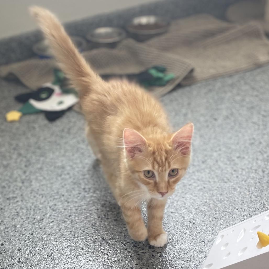 Enlarge Fizzy, a Adoptable Domestic Long Hair in North Battleford, SK image 4/6