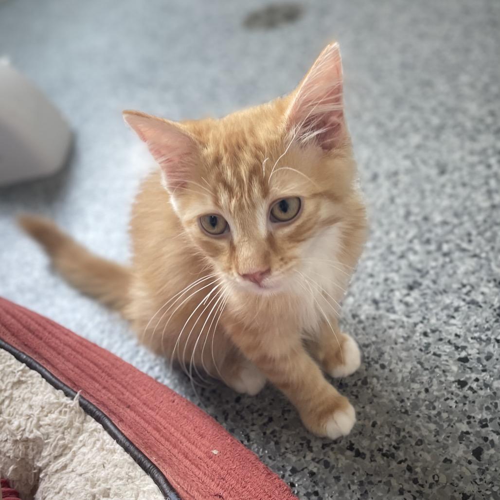 Enlarge Fizzy, a Adoptable Domestic Long Hair in North Battleford, SK image 5/6