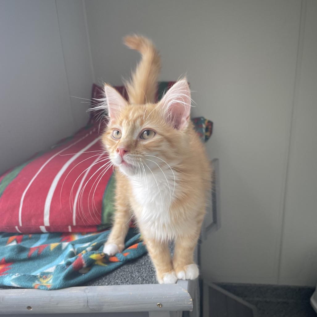 Enlarge Fizzy, a Adoptable Domestic Long Hair in North Battleford, SK image 6/6