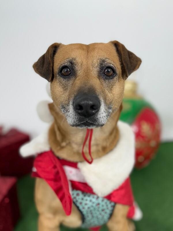 Enlarge Zuzu, a Adoptable mixed breed in Menlo Park, CA image 1/1
