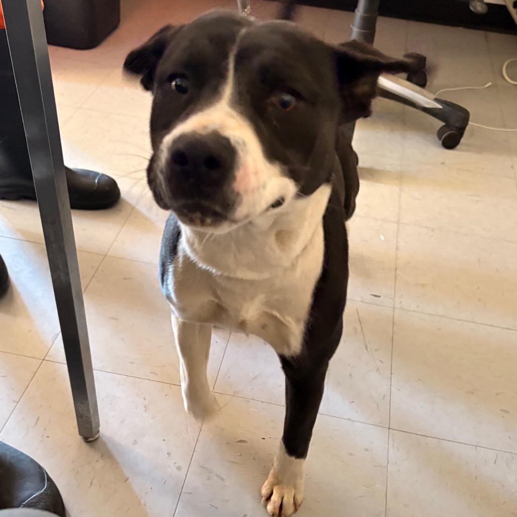 Enlarge (CCSO) Lucy, a Adoptable Pit Bull Terrier in Douglas, AZ image 1/1