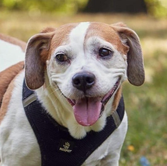Kilo, ADOPTABLE, Senior Male Beagle.