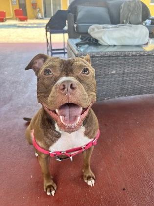 Enlarge Princesa, a Adoptable mixed breed in North Miami Beach, FL image 1/3