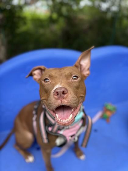 Enlarge Princesa, a Adoptable mixed breed in North Miami Beach, FL image 2/3