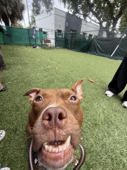 Enlarge Princesa, a Adoptable mixed breed in North Miami Beach, FL image 3/3