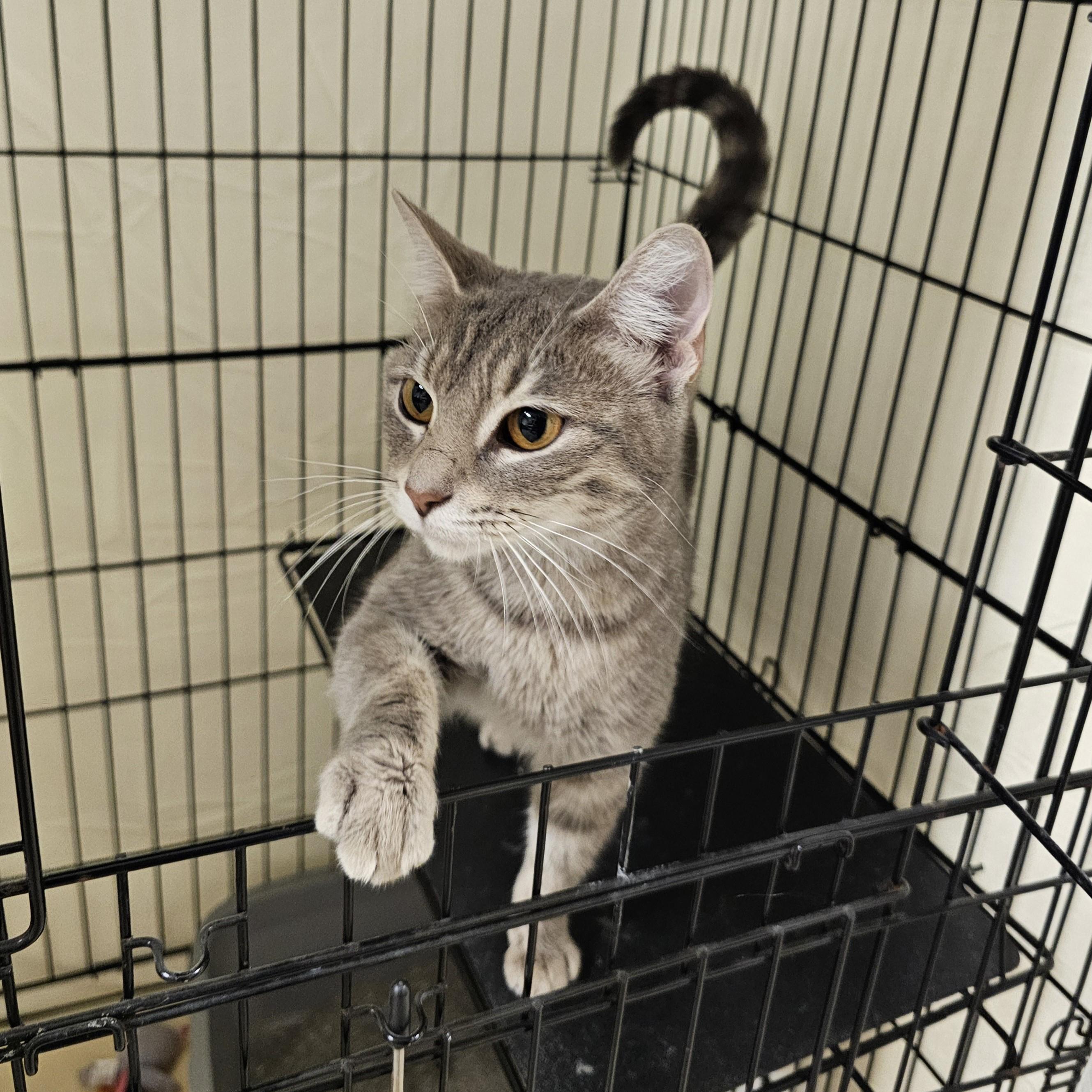 Muffin, adopted, Adult Female Domestic Short Hair.