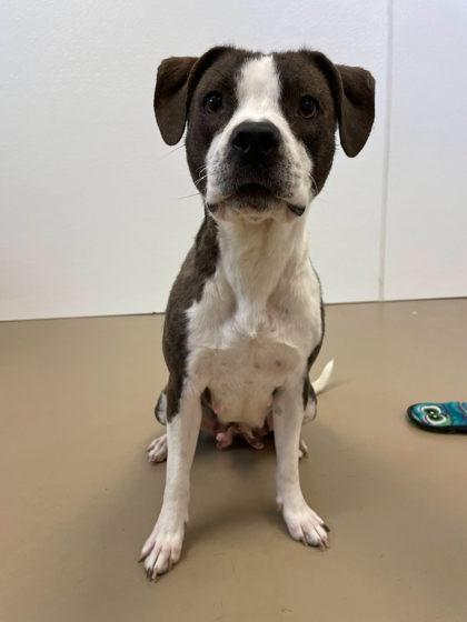 Reign, Adoptable, Adult Female Mixed Breed & Mixed Breed.