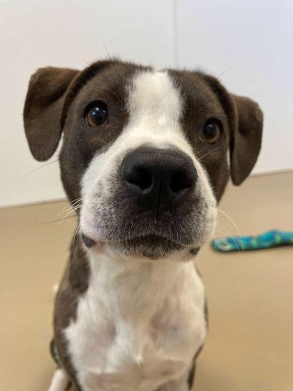 Reign, a Adoptable mixed breed in South Bend, IN image 2/3