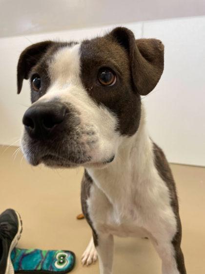 Reign, a Adoptable mixed breed in South Bend, IN image 3/3