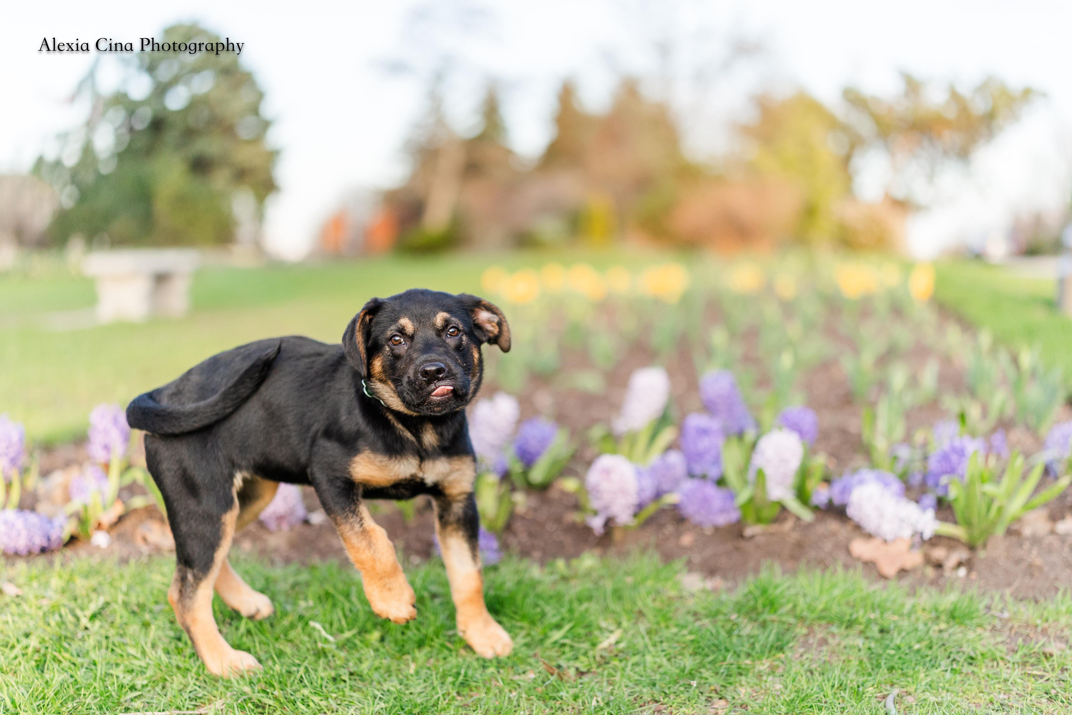 Pascalie, a ADOPTABLE mixed breed in Drumbo, ON image 3/4