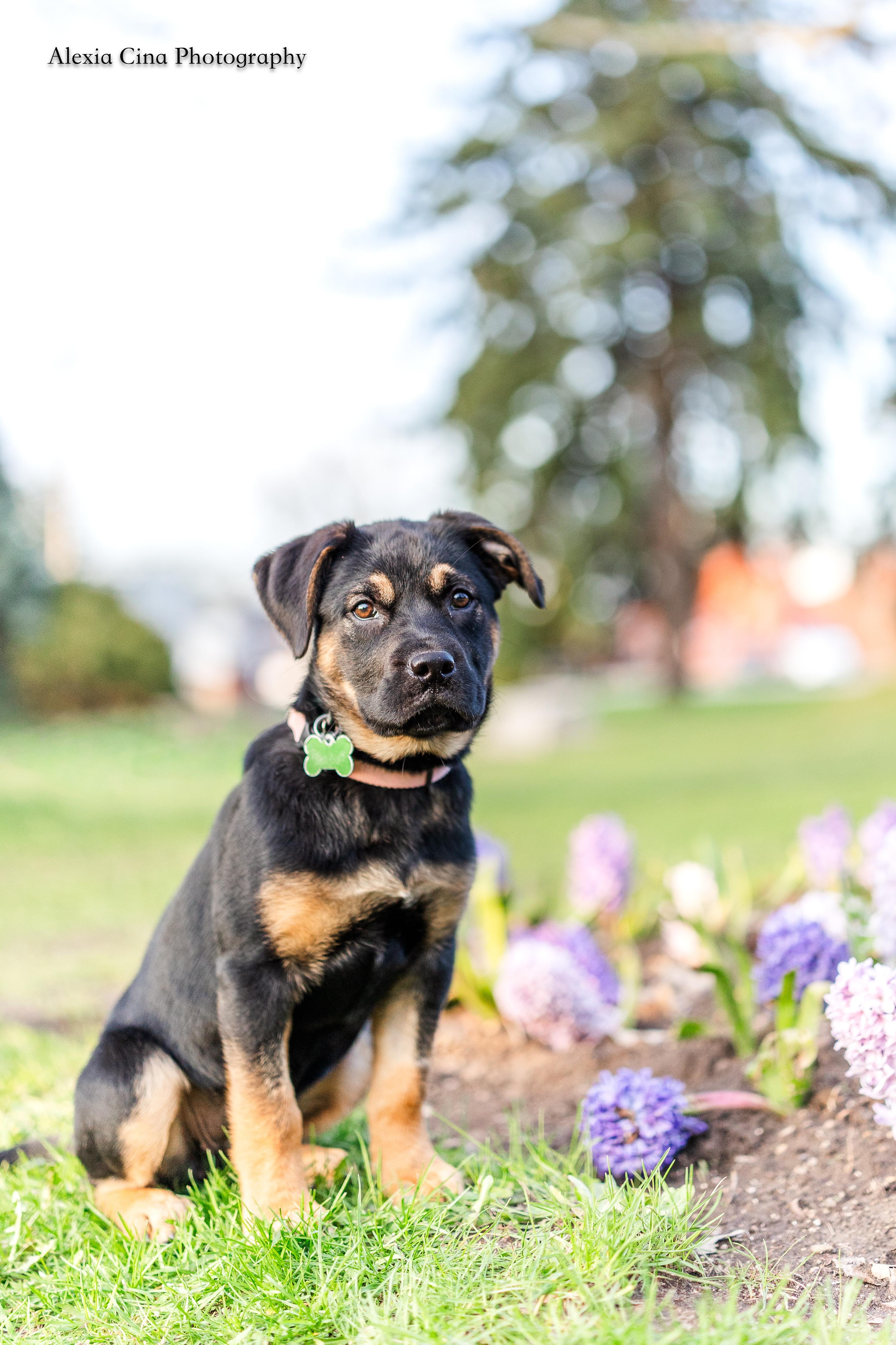 Pascalie, a ADOPTABLE mixed breed in Drumbo, ON image 4/4