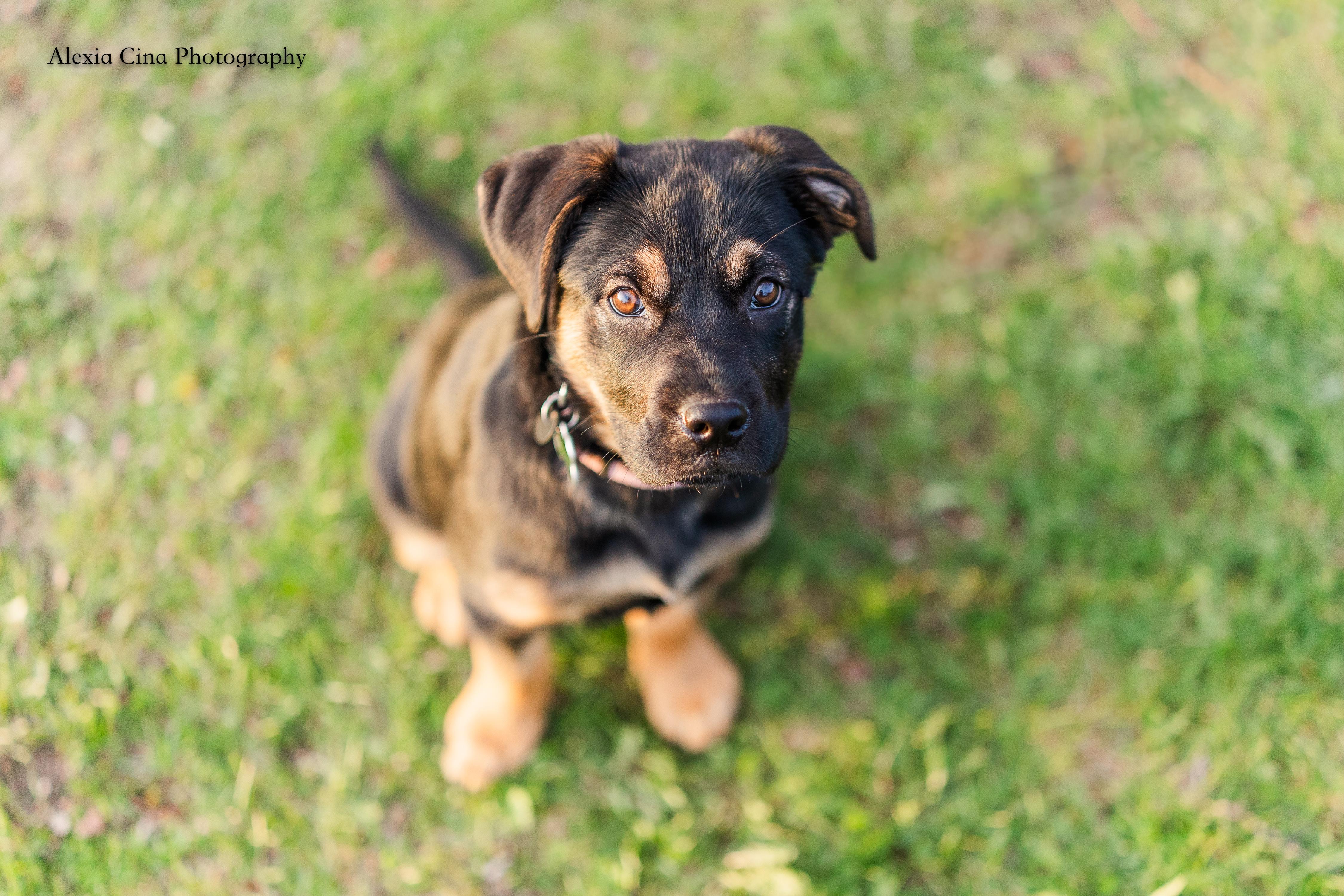 Pascalie, a ADOPTABLE mixed breed in Drumbo, ON image 1/4