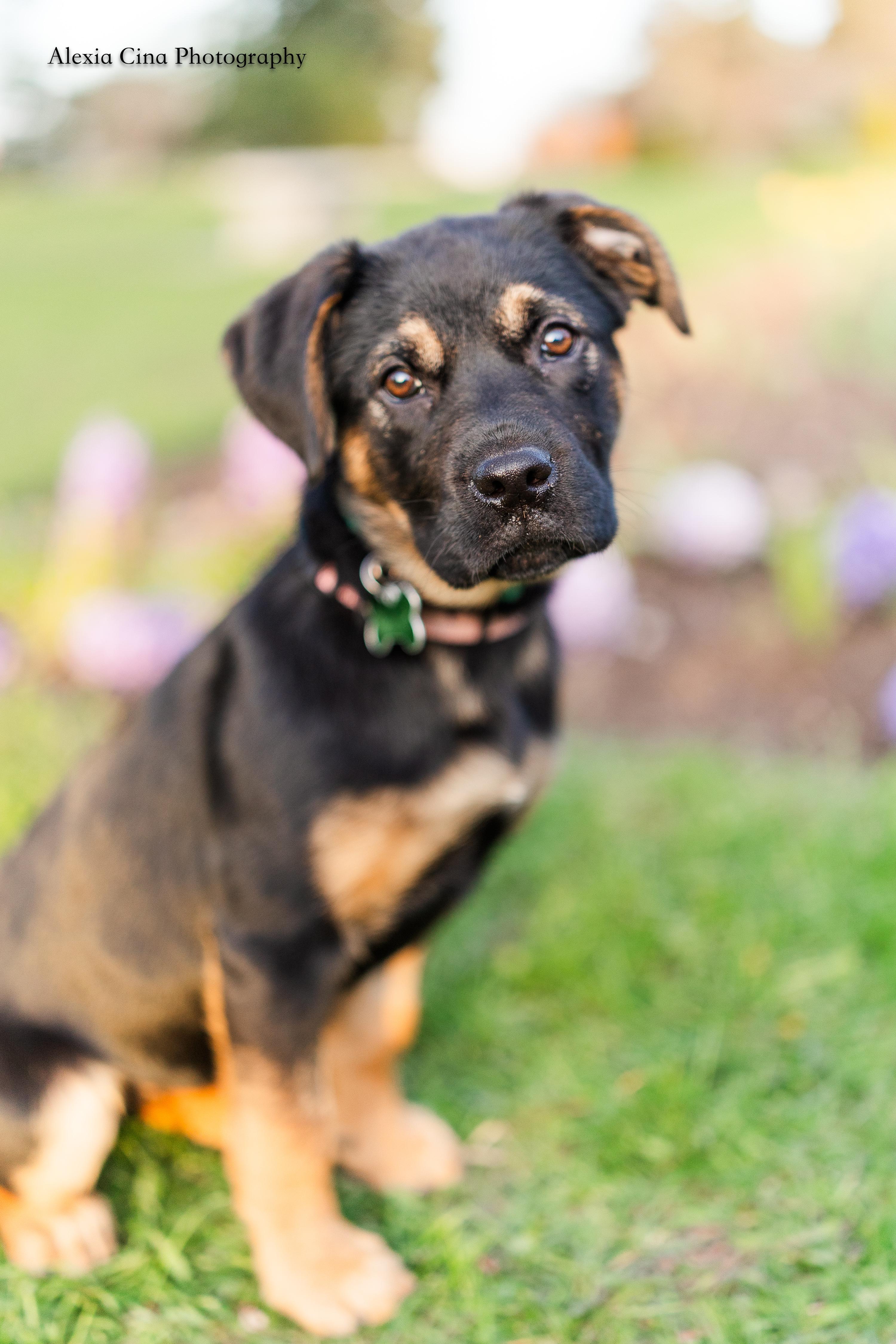 Pascalie, a ADOPTABLE mixed breed in Drumbo, ON image 2/4