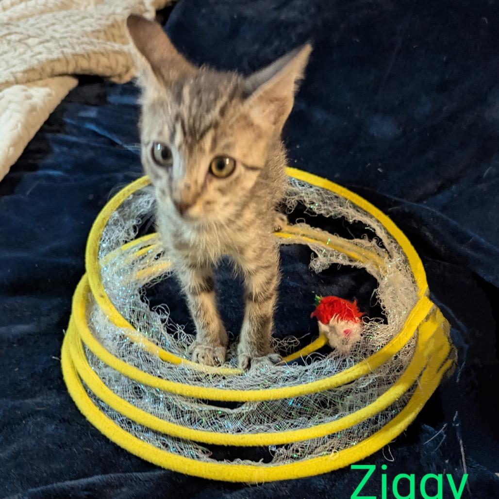 Ziggy, Adoptable, Young Male Domestic Short Hair.