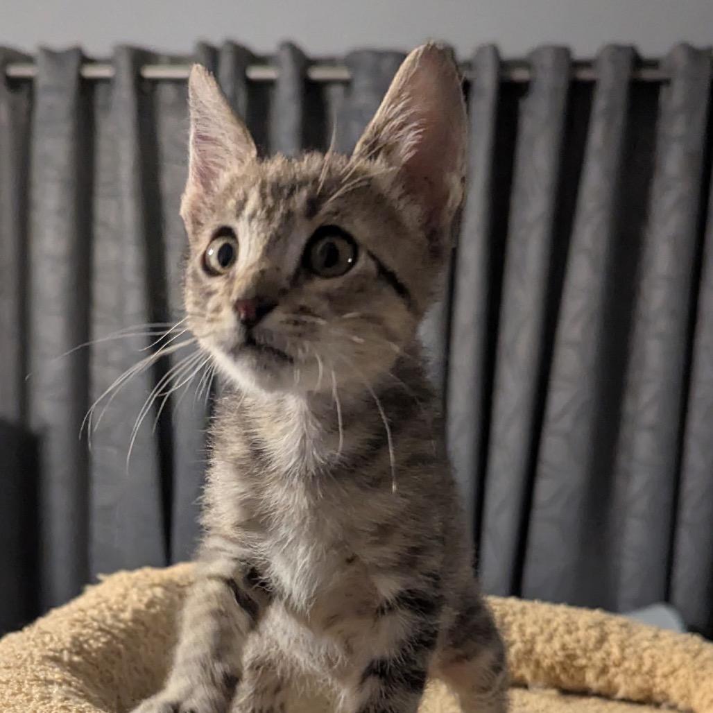 Ziggy, Adoptable, Young Male Domestic Short Hair.