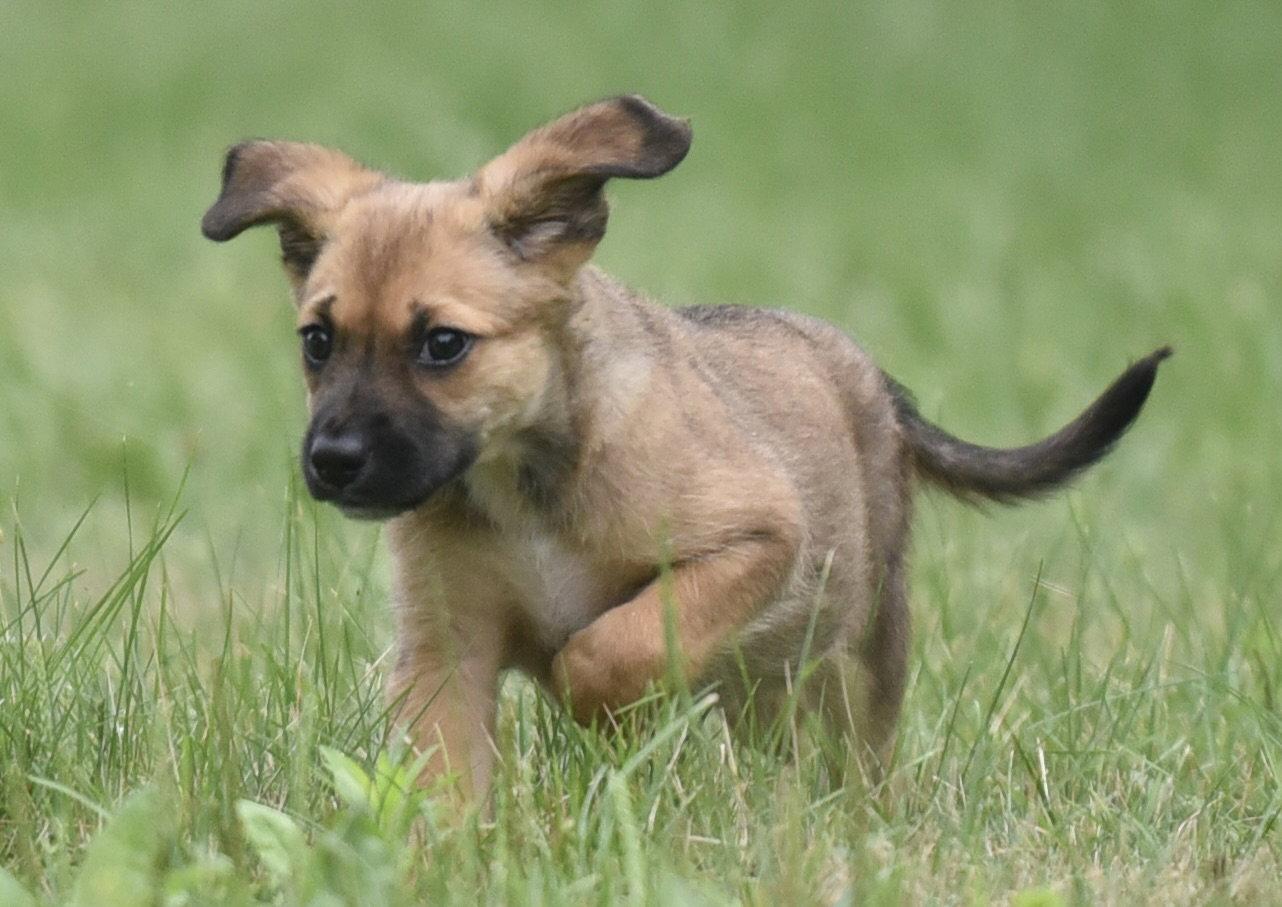 Wynter, Adoptable, Puppy Female Shepherd & Retriever.