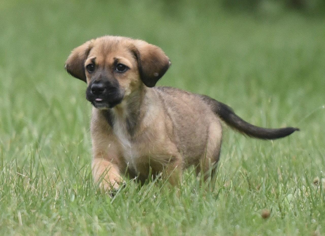 Enlarge Wynter, a Adoptable mixed breed in Mechanicsburg, PA image 2/3